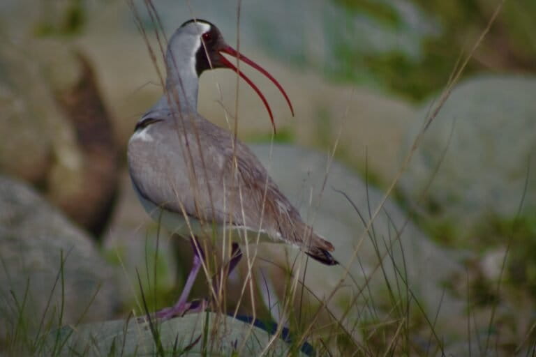 Wildlife researchers stress on the need for species-specific conservation management solutions for ground-nesting birds such as the ibisbill. Photo from Iqram ul Haq.