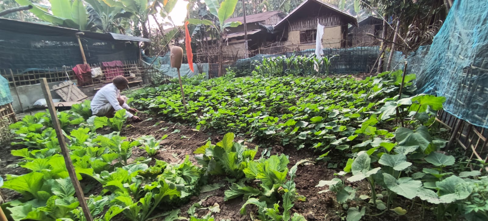 Bhuten Saikia in his vegetable garden in Rahmaria. Photo by Bondita Baruah.