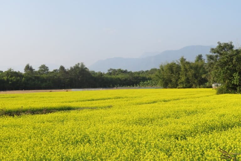 Mustard cultivation in Mussalpur. Photo by Bondita Baruah.