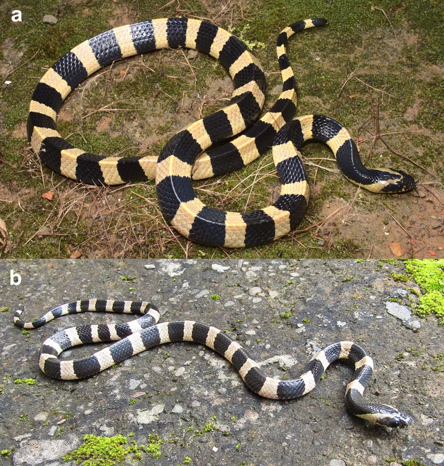 The banded krait could be three different snake species shows genetic