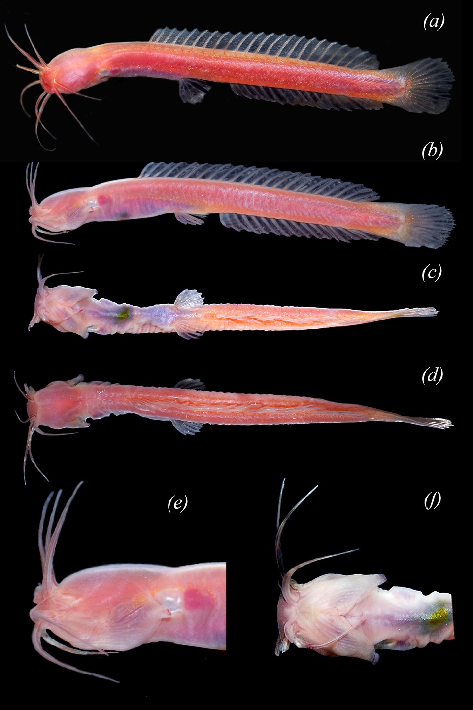 The genus Horaglanis now comprises four species of which three are previously known. The differences in outward appearance in each of these species are often used to distinguish. Photo from Raghavan et al., 2023. 