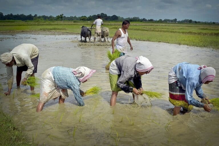 Paddy cultivation in Pahukata, a village in Nagaon, Assam. Photo by Diganta Talukdar/ Wikimedia Commons.