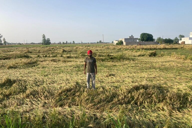 A farmer with his flattened wheat crop in Punjab's Ferozepur district. Photo by special arrangement.