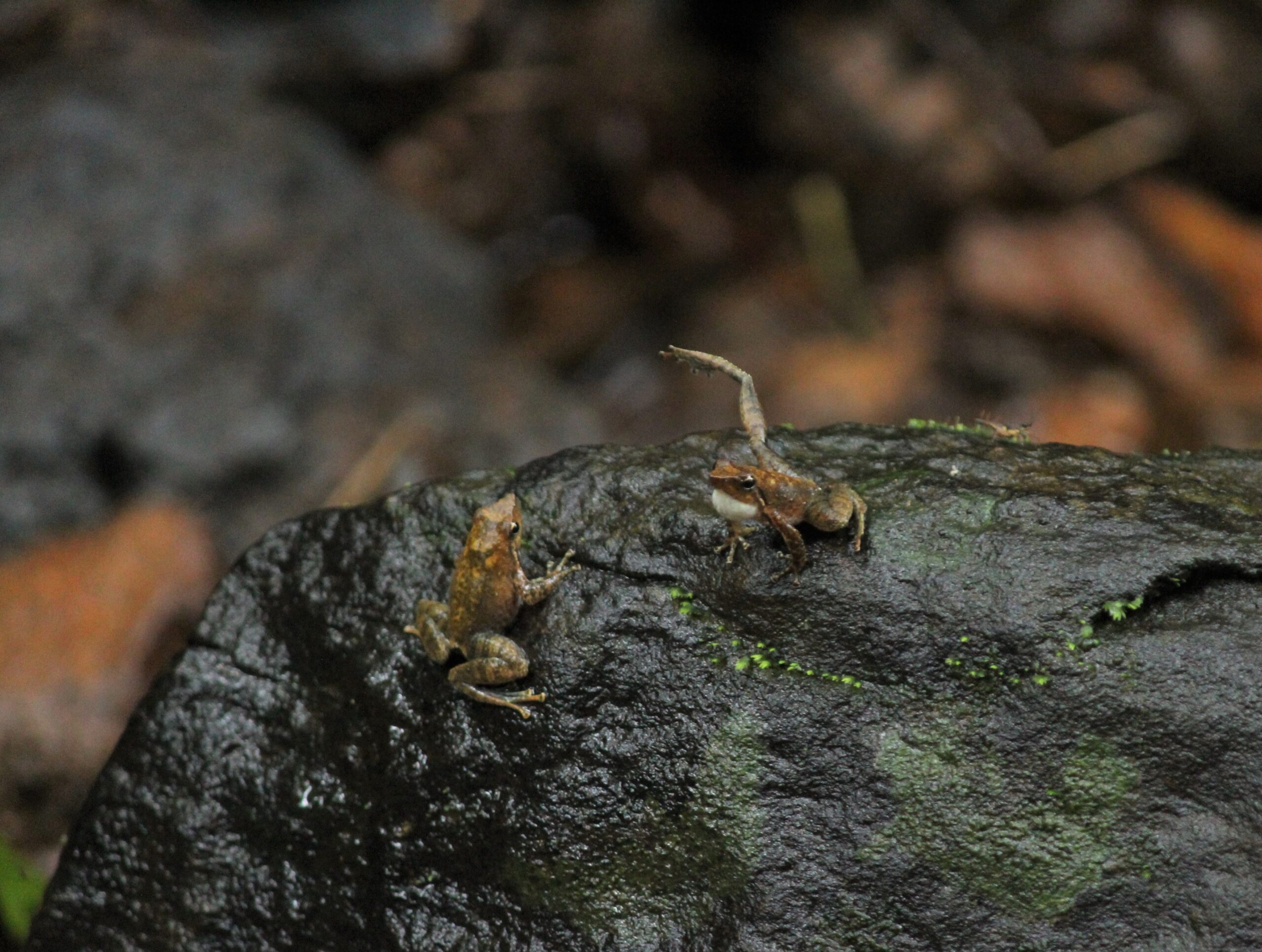 Gozal va xunuk erkak ortasidagi jinsiy aloqa