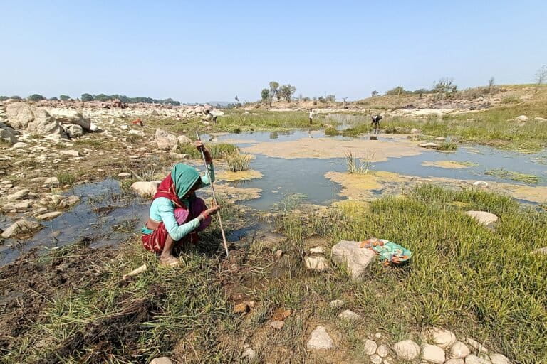 A woman digs out the roots of the gondra, a river sedge, from Sindh's riverbed. Photo by Poorva Goel.