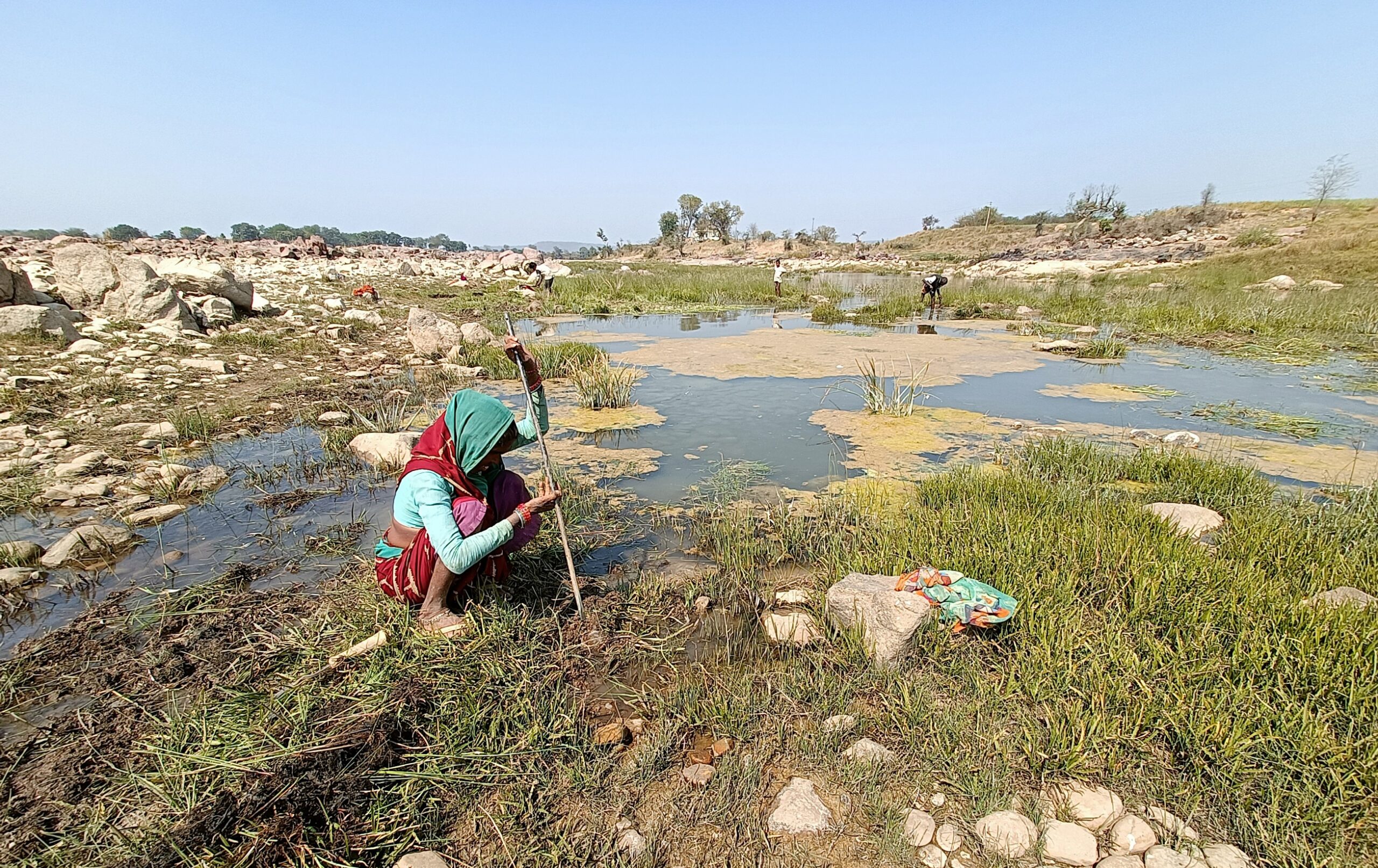 A woman digs out the roots of the gondra, a river sedge, from Sindh's riverbed. Photo by Poorva Goel.