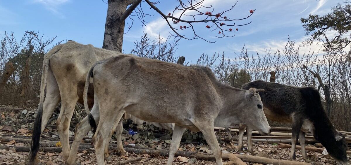Malnourished cows in Chattisgarh.
