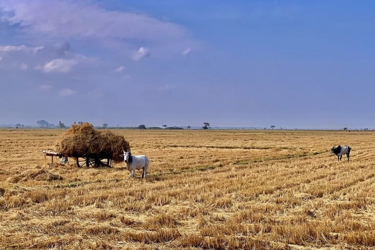 More than 80 percent of the farmers in Chhattisgarh belong to the small and marginal category, who feed their cattle with paddy straw. Photo by Ajshafeer96/Wikimedia Commons.