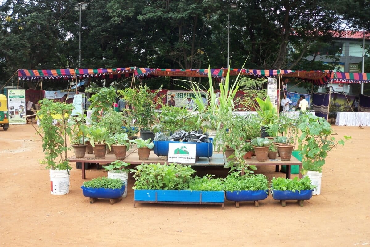 UPA has augmented carbon stocks due to increased bio-mass generation, and is projected to reduce average land surface temperatures in Bengaluru (0.35°C) and Chennai (0.04°C-0.07°C) by 2032, reveals study by IIT-M. Photo by