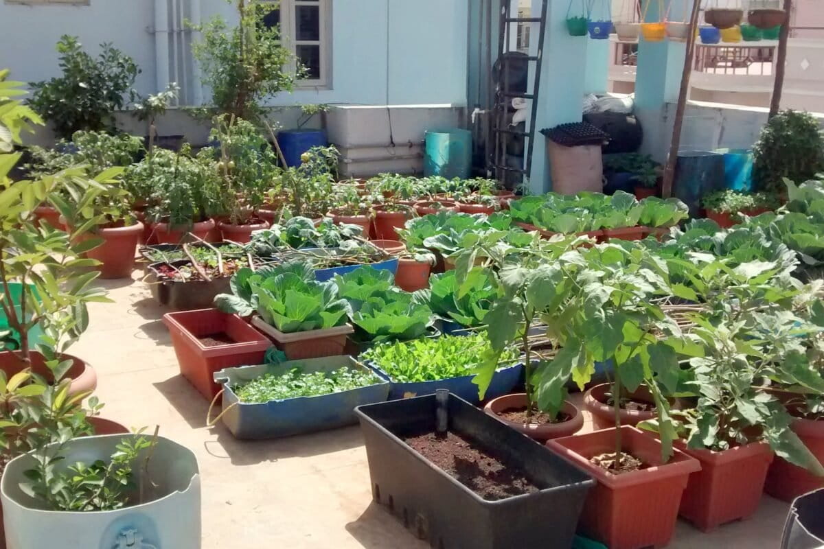 Urban farming should be considered for public policy due to its various contributions including food security, promotion of mental well-being and creation of green jobs, claims Poonacha. Photo by Pratima Adiga/Garden City Farmers