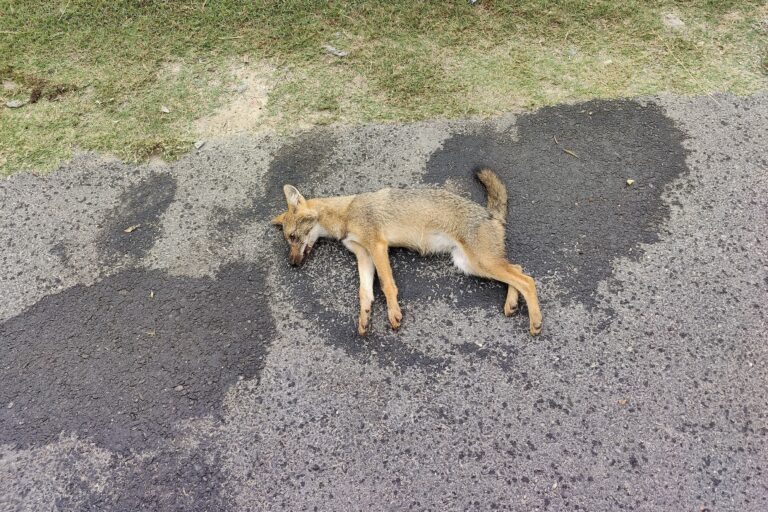 Image shows a jackal carcass 