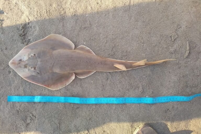 Understanding the role of local communities in the conservation of ...