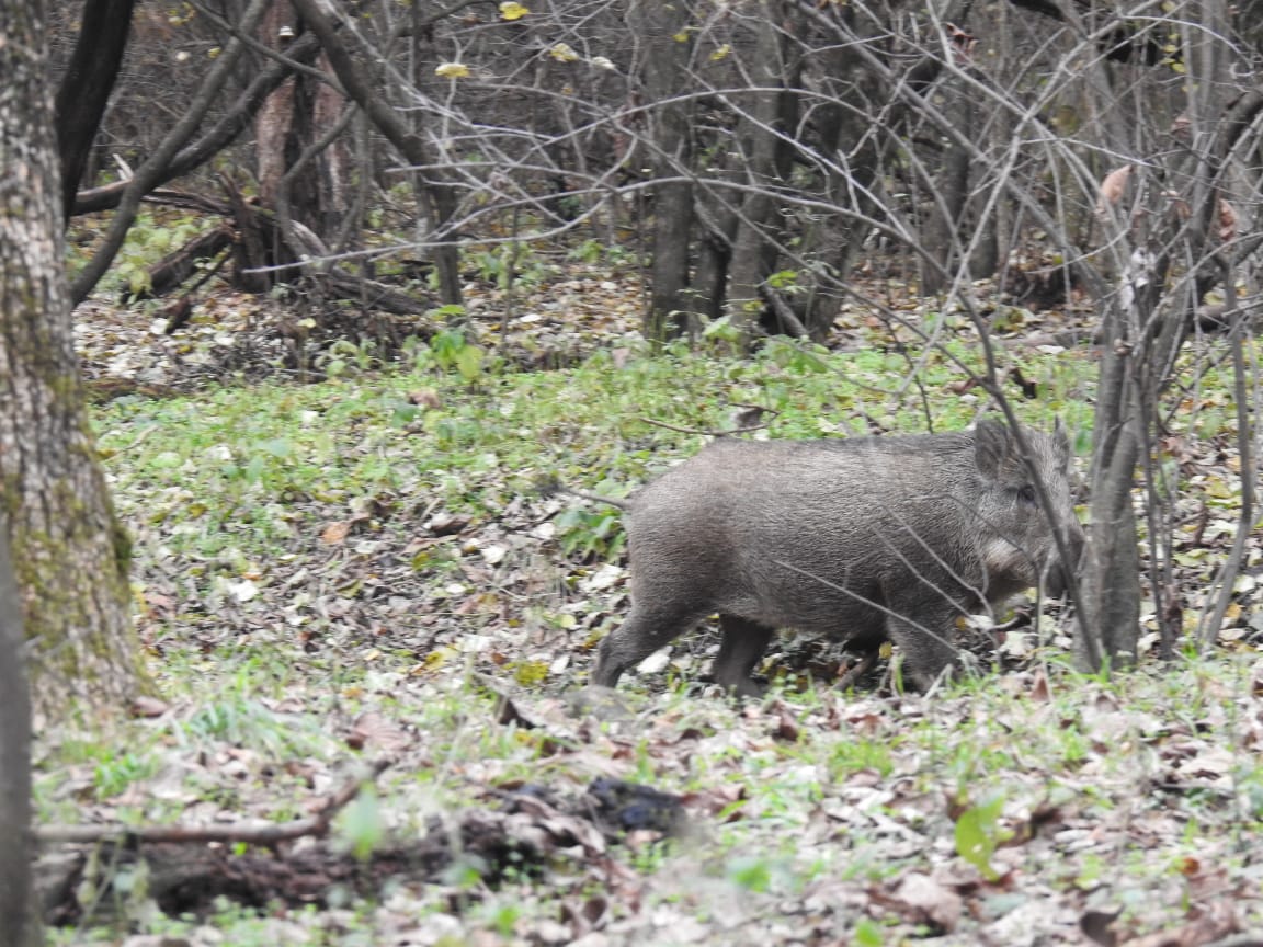 Kashmir farmers have stationed people in their fields to keep the wild boars at bay and protect their crops. Photo by Aakib Hussain.