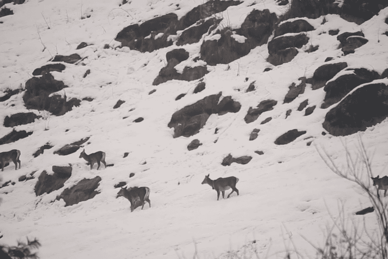 Hangul in Dachigam National Park. Photo by Mohammad Dawood/Mongabay.