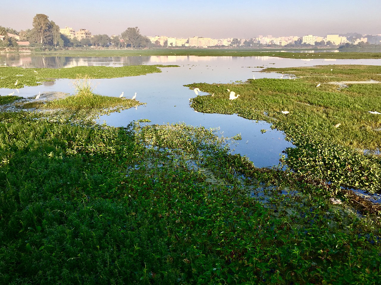 Of the total 2.4 million water bodies surveyed in the waterbody census, 59.5% were ponds, 15.7% tanks, and 12.1% reservoirs. About 97% of the enumerated water bodies are in rural areas, while the remaining 3% are in urban areas. Photo by Subhashish Panigrahi/Wikimedia Commons