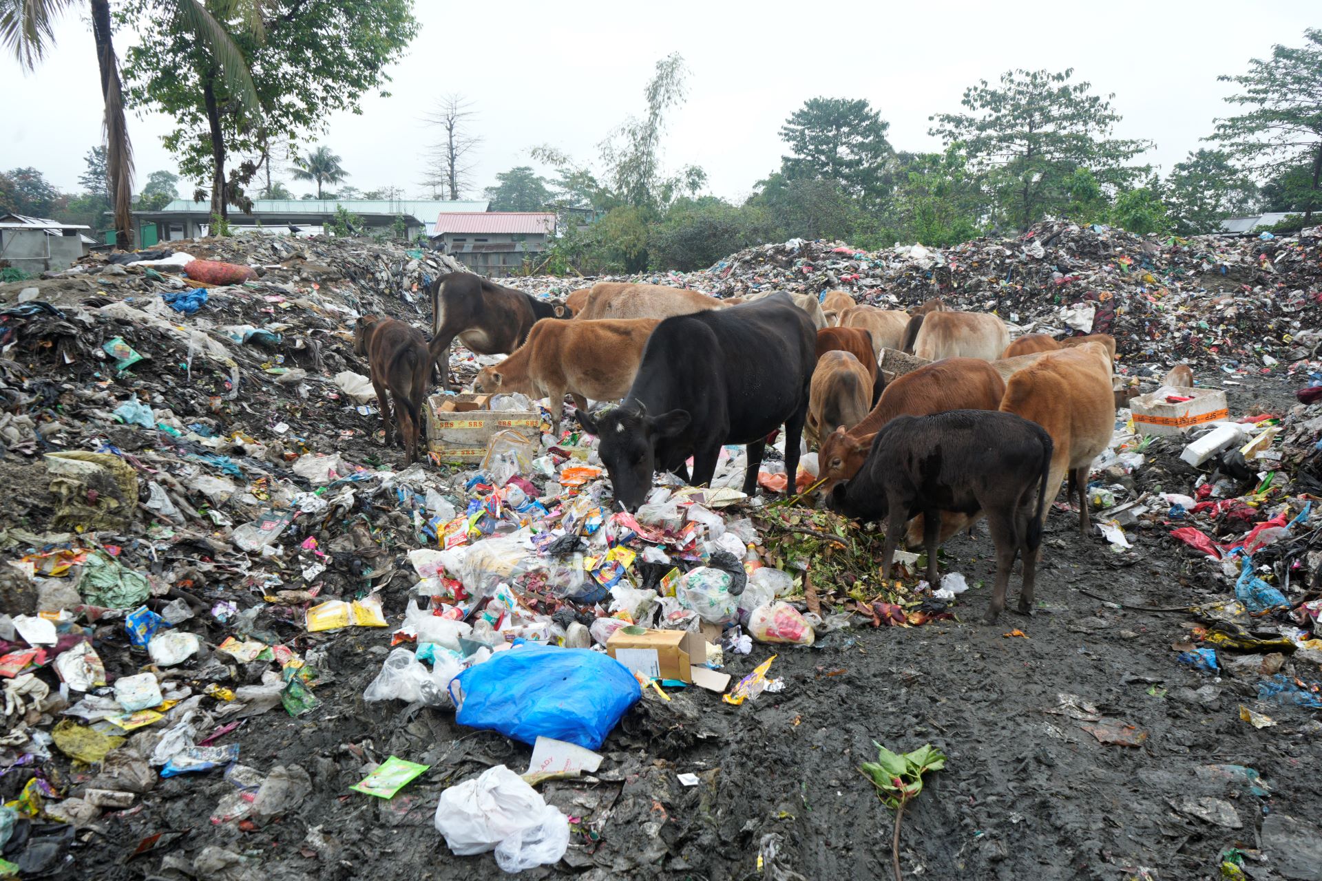 In addition to the constant foul odor, the mountain of waste in the area had created numerous other challenges for the community. Photo by Surajit Sharma/Mongabay