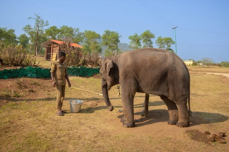 Feeding an elephant calf. Photo by Abhishek N. Chinnappa.