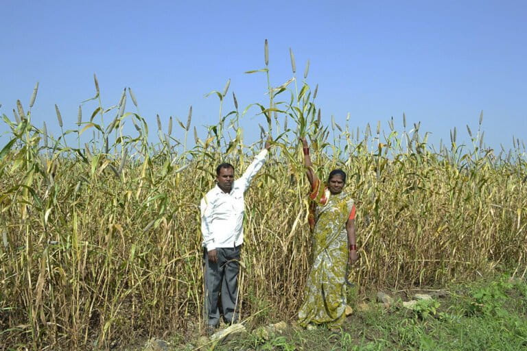 Growers of rare Uswad variety of pearl millet. Representative image. Photo by लोकपर्याय, लोणी-खु ता.वैजापूर,जि.औरंगाबाद/Wikimedia Commons.