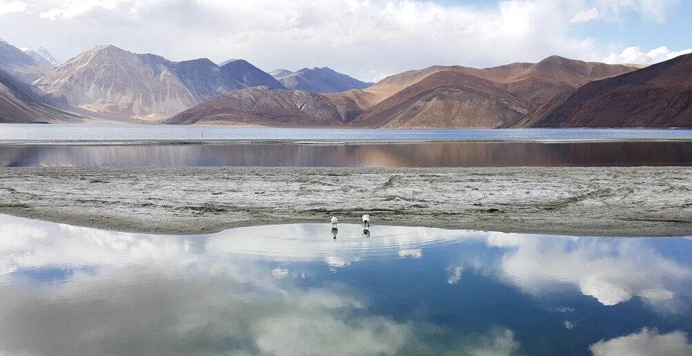 Bar headed geese at the Pangong lake, part of Changthang Wildlife Sanctuary in Ladakh. Photo by Samriti Paul/Wikimedia Commons.