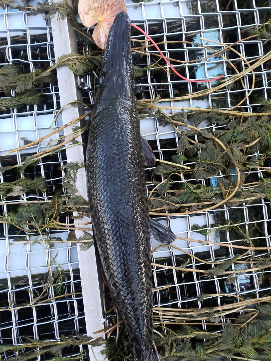 Image shows a black-coloured fish lying on the grills of a boat