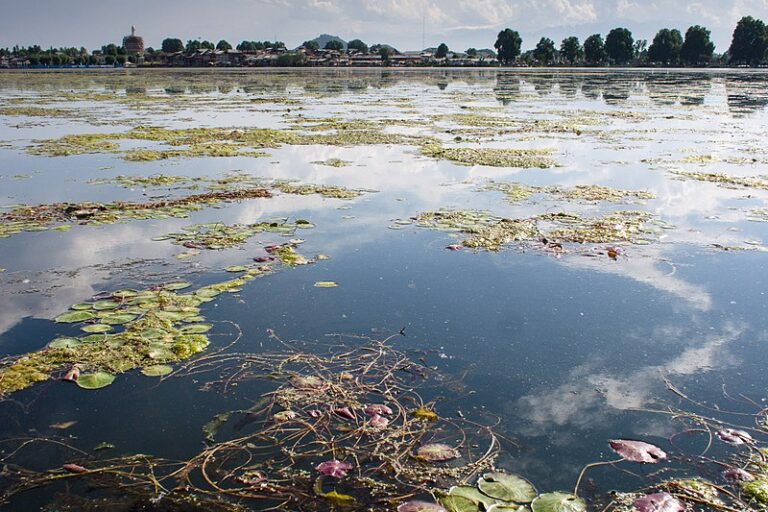 Image shows a lake with water plants floating on it and trees in the background