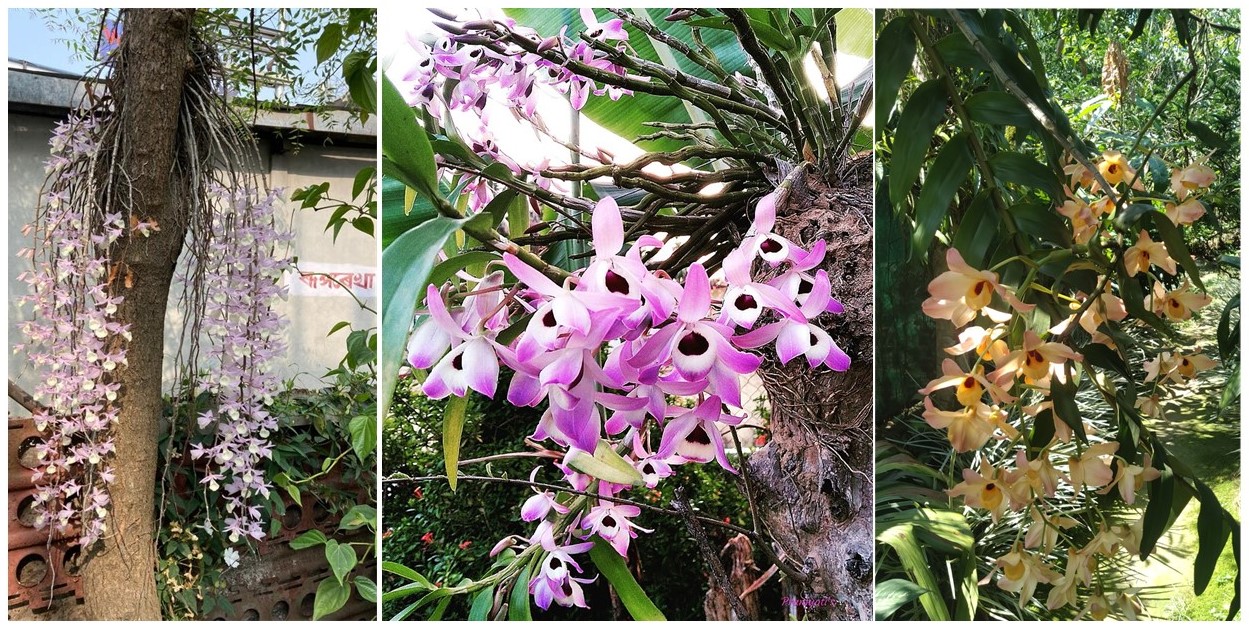 Image shows three species of orchids