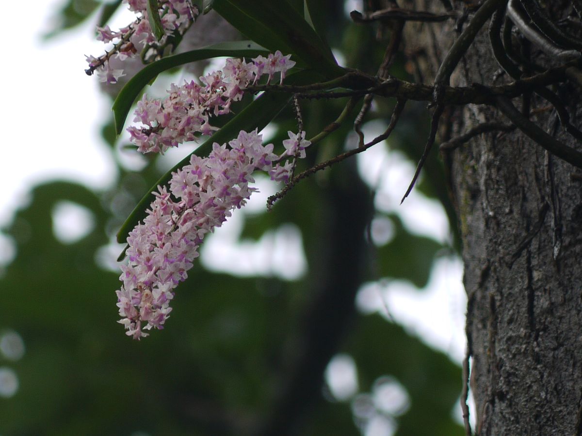 Image shows a pink orchid