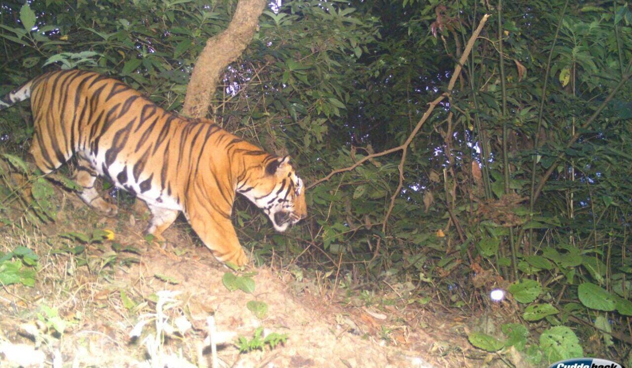 A tiger photo-captured by a camera trap in Mhadei Wildlife Sanctuary. Photo from Vivekanand Environment Awareness Brigade, Keri, Sattari