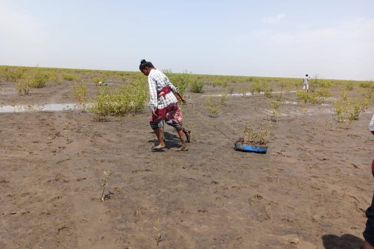 Image shows a woman pulling a bag of mangrove saplings on muddy ground