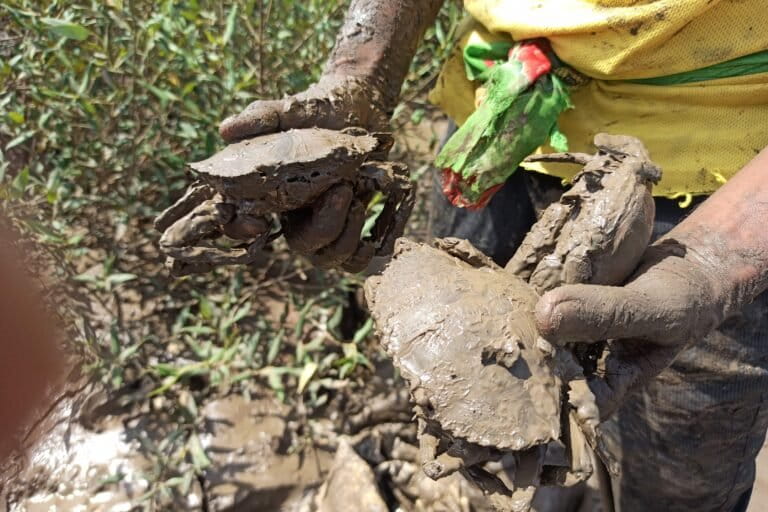 Image shows a man holding two freshly caught mud crabs