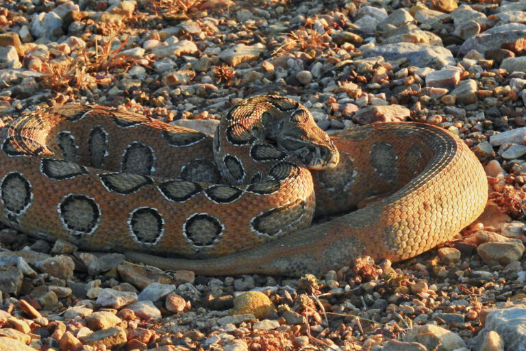 Call to save rare snake habitat follows red coral kukri sightings in  Bangladesh