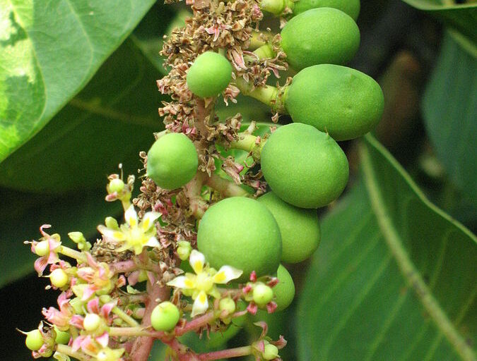 Close-up of an Alphonso mango tree's twig carrying flowers and immature fruit. Photo by Ram Kulkarni/ Wikimedia Commons.