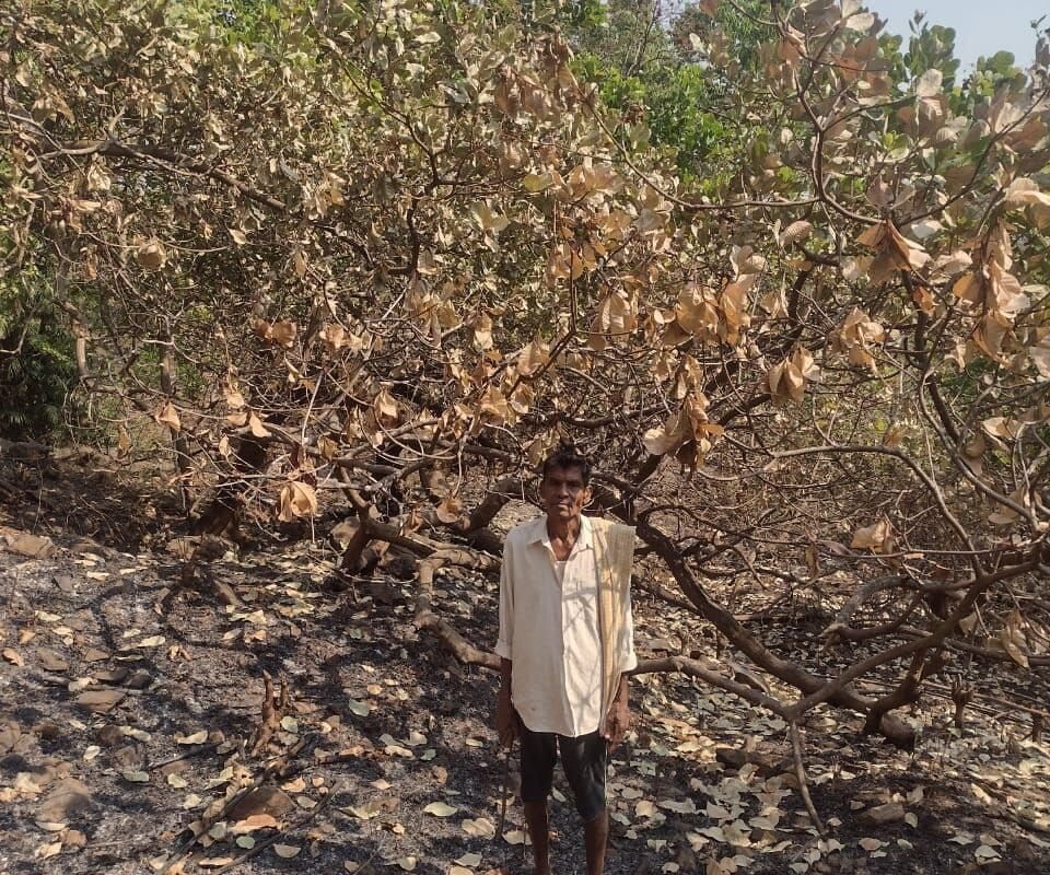 Vasudev Vithal Gawas stands by a cashew tree gutted by the forest fires. Photo by Sandip Majik