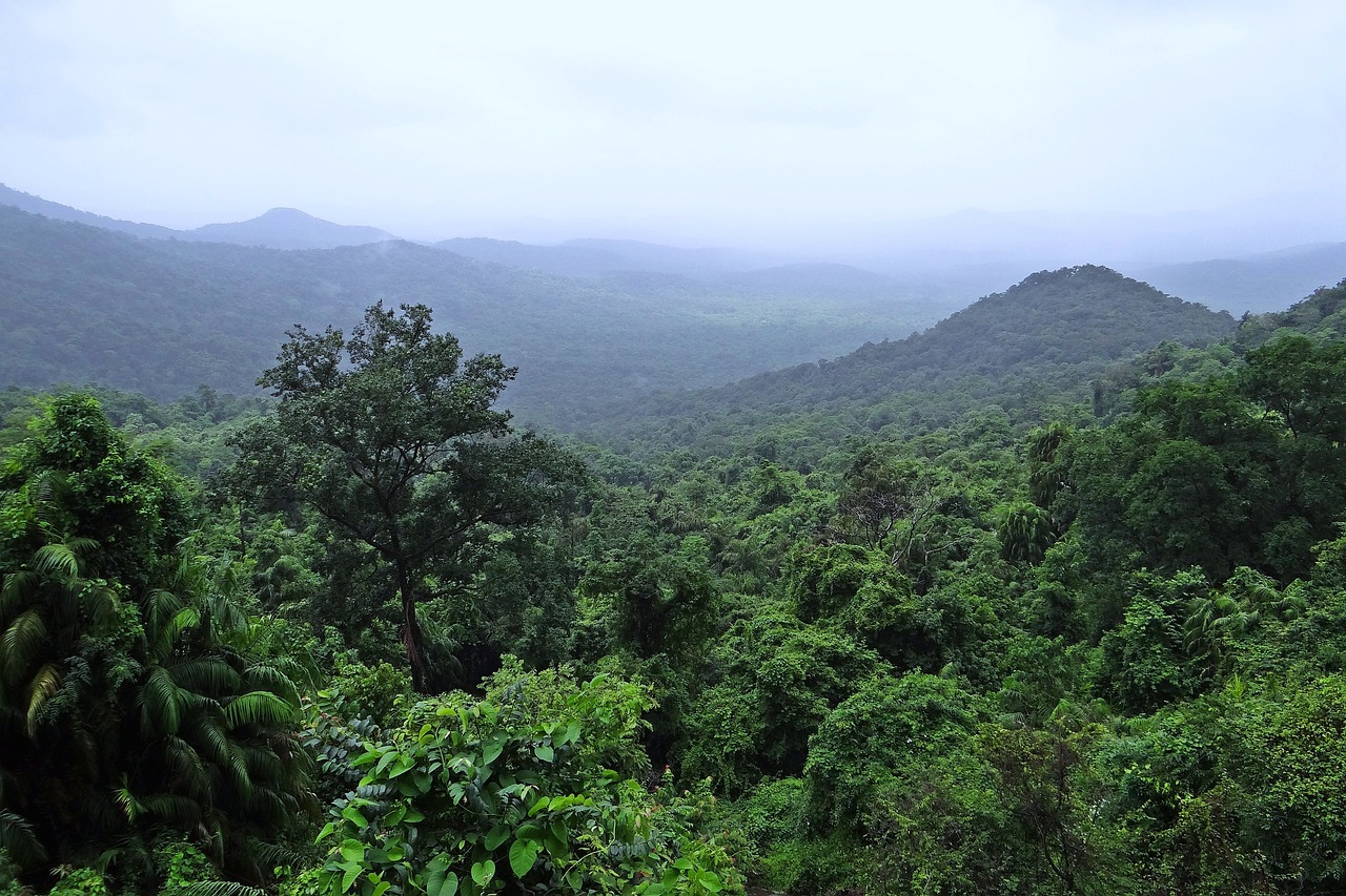 Loss of vegetation by the forest fires leads to soil erosion and robs the soil of its water retention capacity, decreasing infiltration and increasing streamflow. Photo by Sarangib/Pixabay