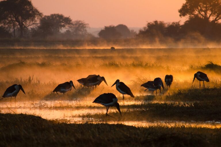 Marabou storks are on the verge of extinction in West Africa but in South Africa and East Africa their population has never been larger because they are using urban areas. Photo by Jonah Gula. 