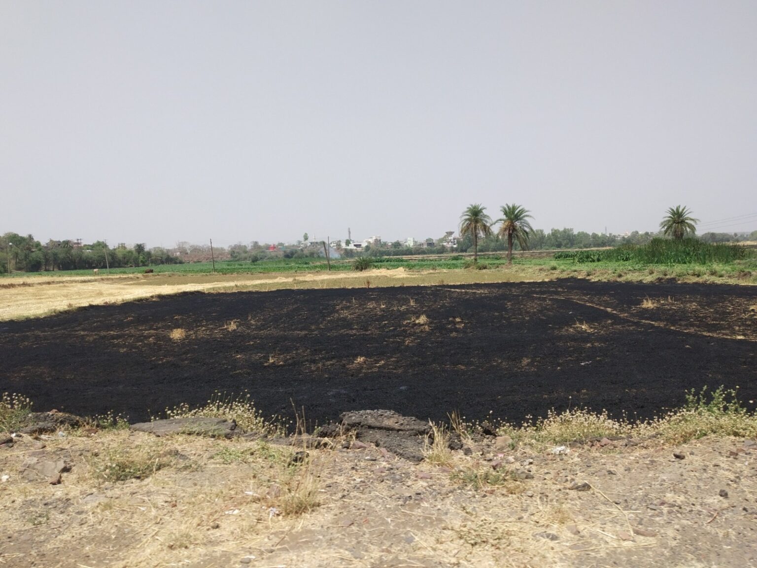 Some farmers say that they burn the stubble to keep the fields ready for the next crop in a short period of time. Photo by Manish Chandra Mishra/Mongabay.