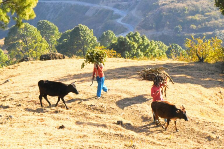 People collecting wood in Uttarakhand. Representative image. Photo by Ashutosh Rawat/ Wikimedia Commons.