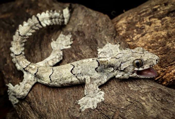 Image shows a grey gecko