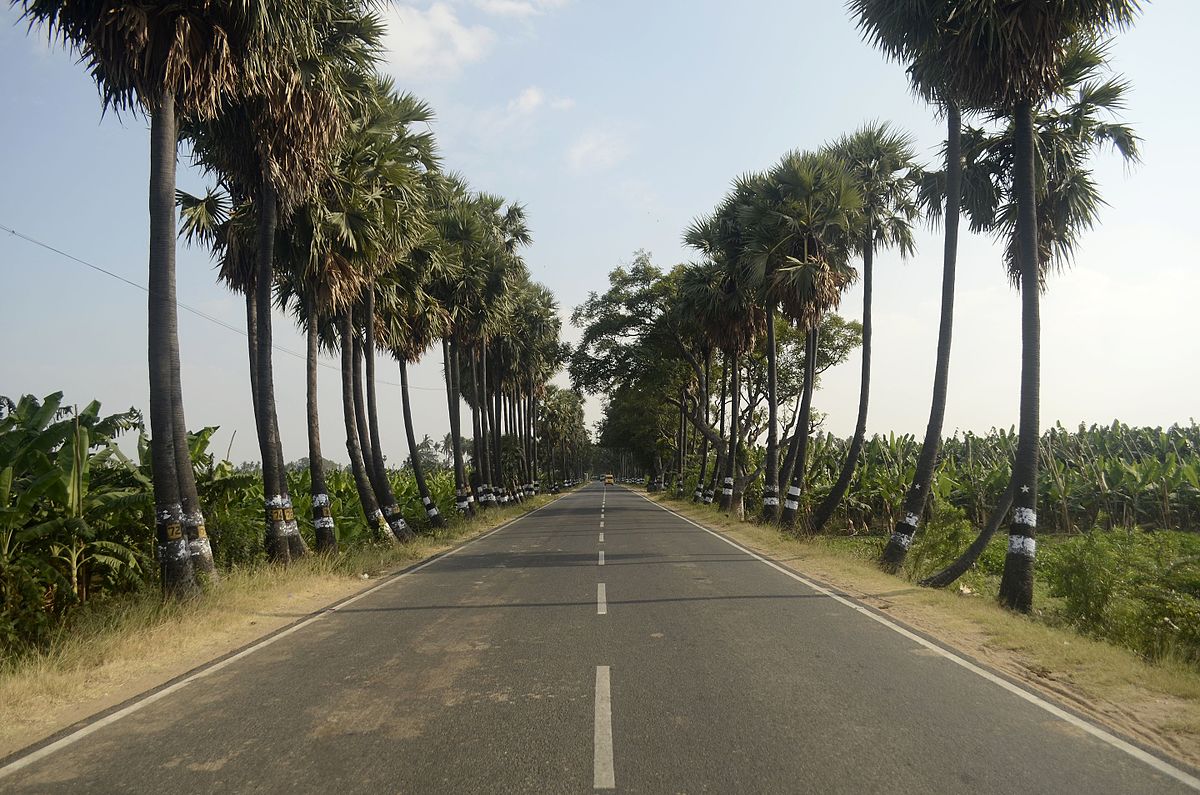 Palmyra trees in Tamil Nadu. Representative images. Photo by P Jeganathan/ Wikimedia Commons.