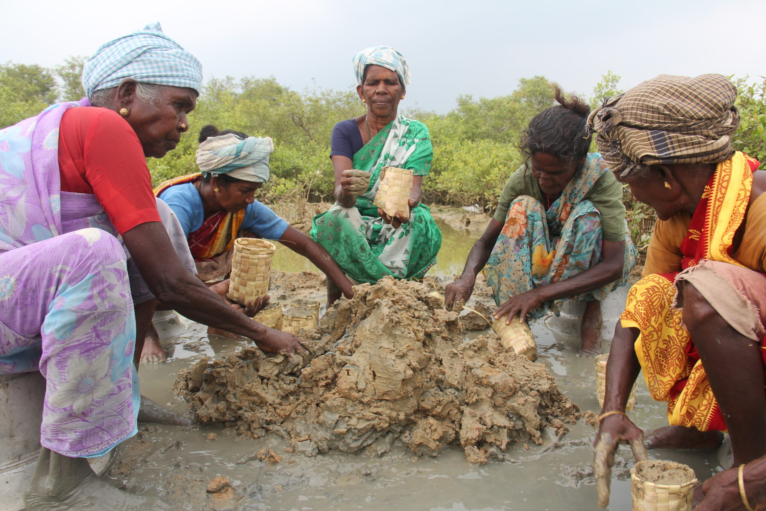 Palmyra leaf bags substitute plastic nursery bags to support sustainable mangrove restoration