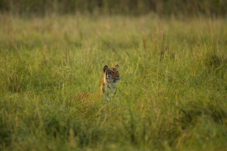 A tiger peeking over grass.