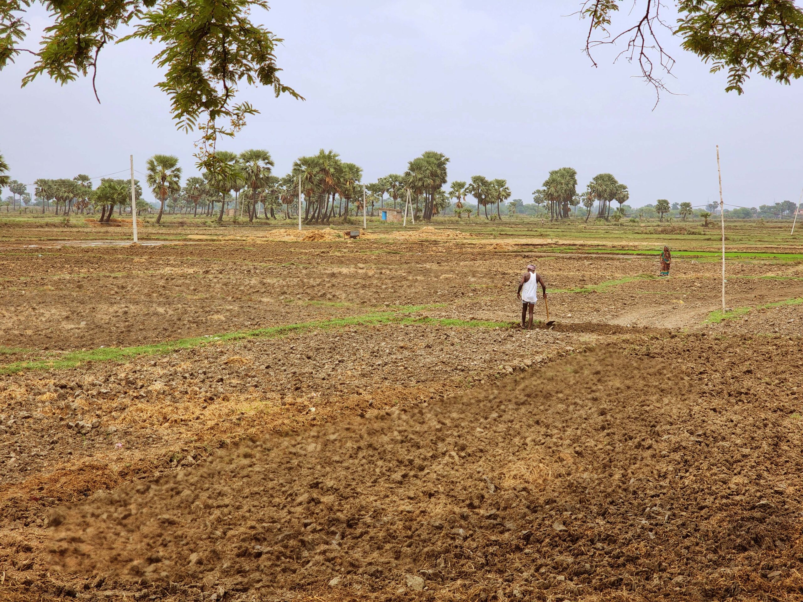 Climate experts warn that the heatwave could affect the country’s agricultural production. Photo by Zoya Hussain/Mongabay