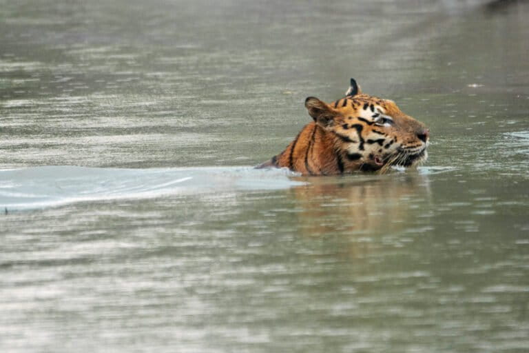 A swimming tiger.