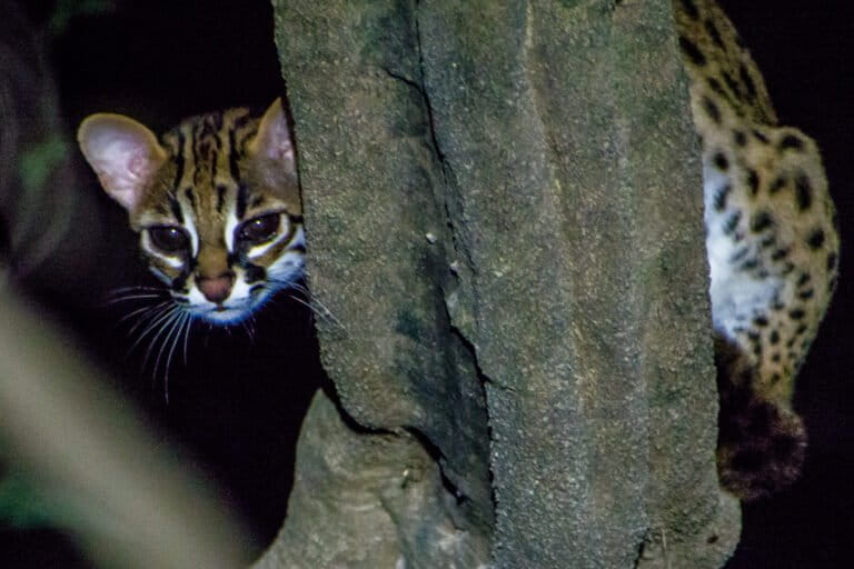 A leopard cat seen by the Kinabatangan River in Myanmar. The unmanned border areas along the Myanmar border and thick forest cover along the river Tiau, which divides Mizoram and Myanmar, have likely contributed to ease of access, trade, and a general increase in poaching in this part of India. Photo by Mike Prince/Wikimedia Commons.