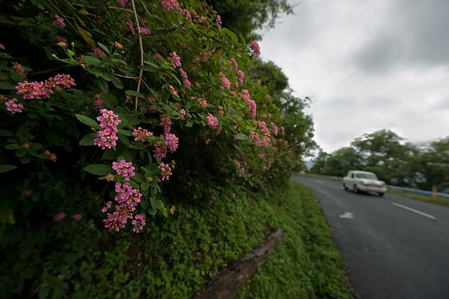 Lantana camara, an invasive plant species, affects natural ecosystems the world over. Photo by Kalyanvarma/Wikimedia Commons.