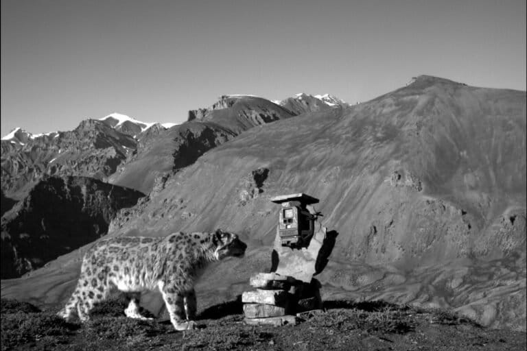 A snow leopard captured on a camera trap.