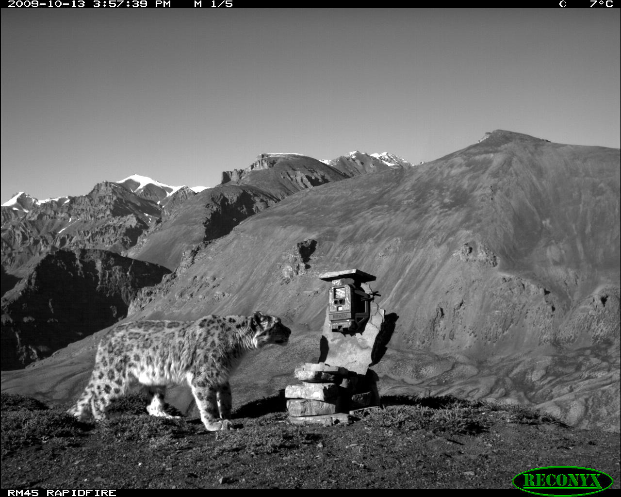 A snow leopard captured on a camera trap. 