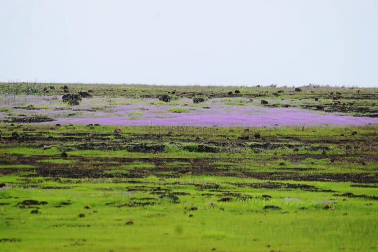 The lateritic plateau or rock outcrops in the Ratnagiri region of the northern Western Ghats. Photo by Jithin Vijayan