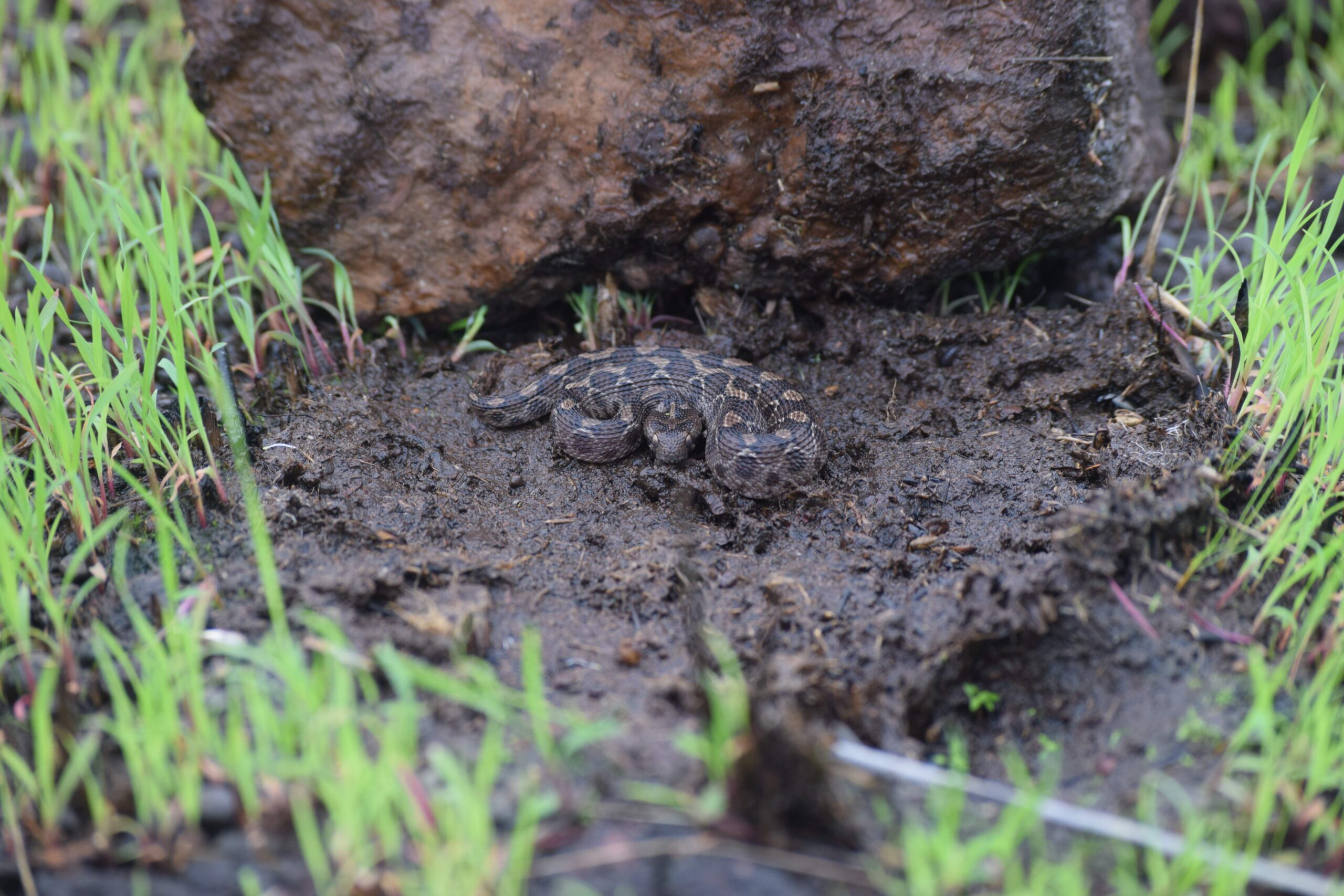 Saw-scaled viper under a rock in the rock outcrops in the Ratnagiri region of Maharashtra. Photo: Jithin Vijayan