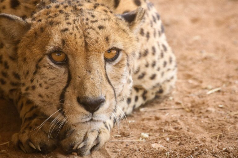 A male cheetah introduced in Kuno National Park. Photo from Cheetah Conservation Fund.